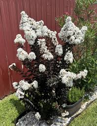 LUNAR MAGIC CRAPE MYRTLE 2gal