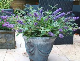 FLUTTERFLY PETITE BLUE HEAVEN BUTTERFLY BUSH 2gal