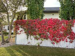 VIRGINIA CREEPER VINE 2gal