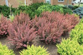 ROSE GLOW BARBERRY 3gal