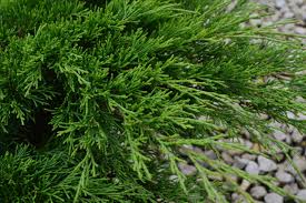 CALGARY CARPET JUNIPER 1gal