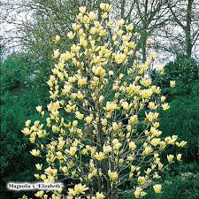 ELIZABETH MAGNOLIA TREE 5gal