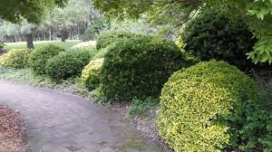 GOLDEN EUONYMUS 3gal