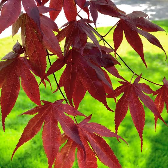 BLOODGOOD JAPANESE MAPLE 5gal