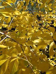 ARIZONA ASH TREE 5gal