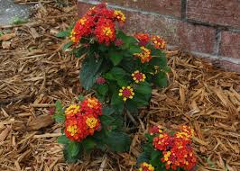 HOT BLOODED LANTANA 1gal