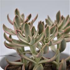 Candy Cane Crassula
