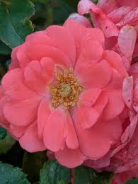 Coral Drift® Rose (ROSE DRIFT CORAL) - 2 gallon