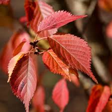 FIRST BLUSH FLOWERING CHERRY TREE 15gal