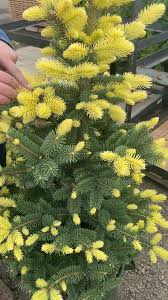 SPARKLER GOLD SPRUCE 10gal