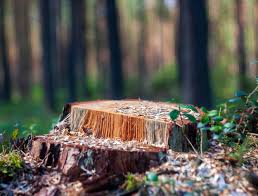 BRUSH & STUMP KILLER 32oz