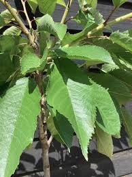 VAN CHERRY TREE 7gal