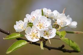 COMICE PEAR TREE 7gal