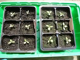 SEED STARTER MIX POTTING SOIL 8qt