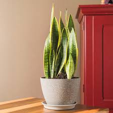 SNAKE PLANT SANSEVIERIA 8in