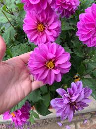 ASSORTED DAHLIAS 1gal