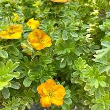 MANDARIN TANGO POTENTILLA 2gal