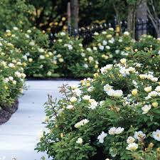 Sunny Knock Out® Rose (ROSE K.O. SUNNY KNOCKOUT) - 3 gallon