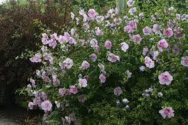 FIJI ROSE OF SHARON 2gal