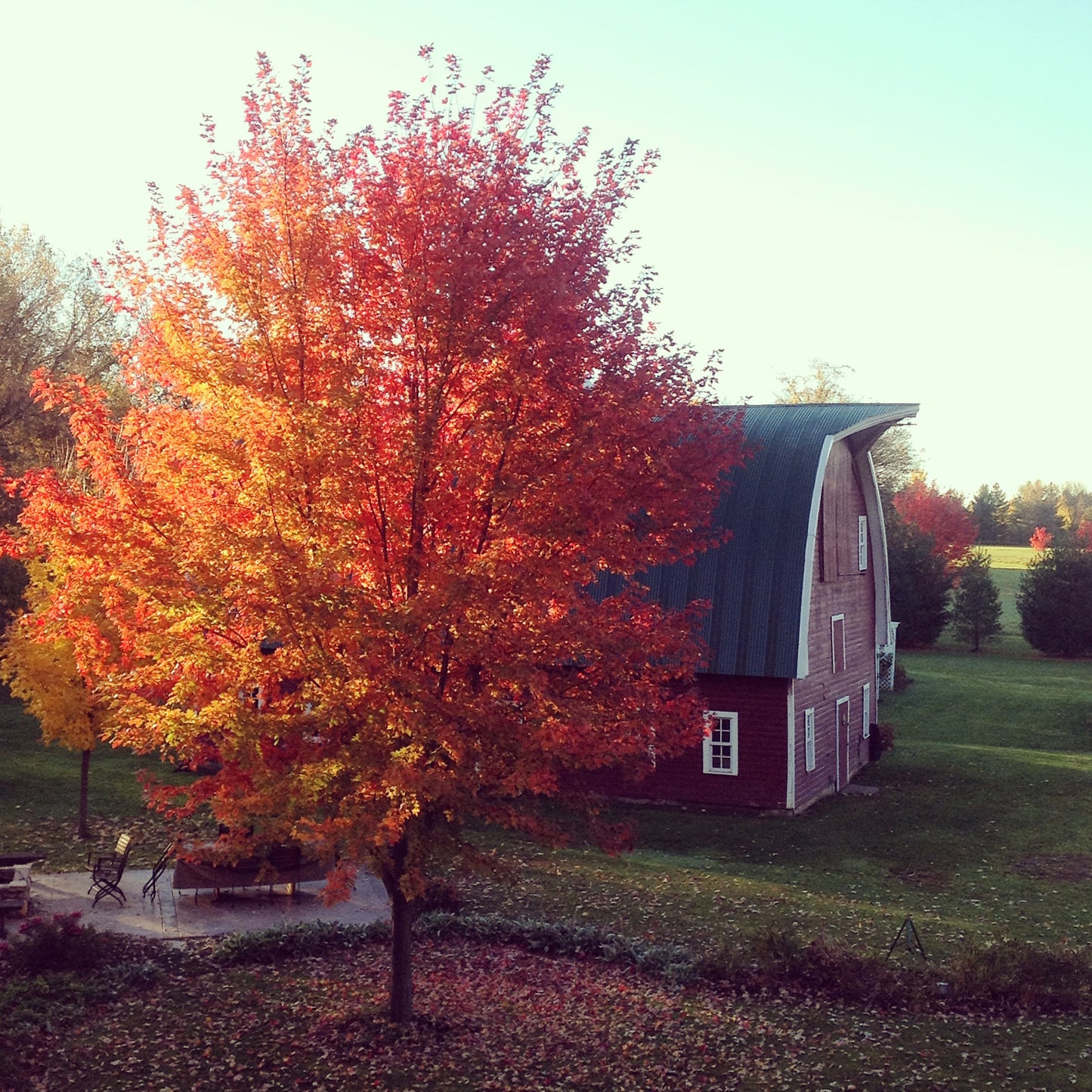 PRAIRIFIRE CRABAPPLE TREE 7gal