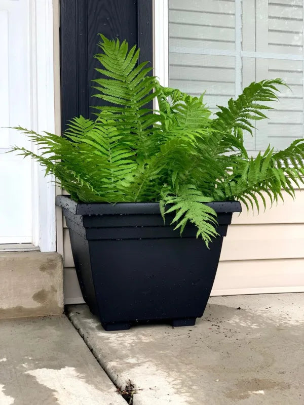 Ostrich Fern (Matteuccia struthiopteris 'Ostrich') - 1 gallon