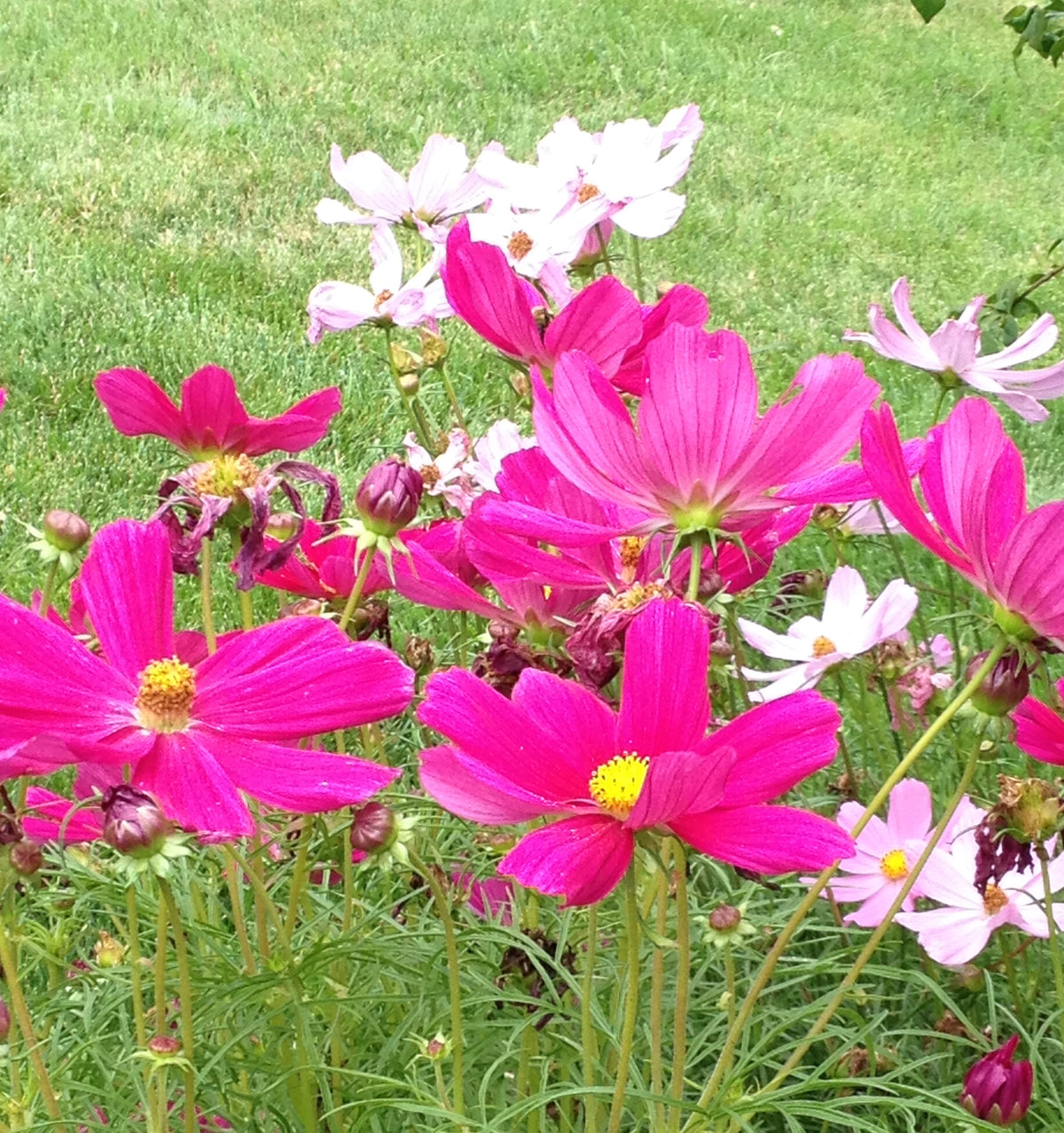 ASSORTED ANNUALS 1gal