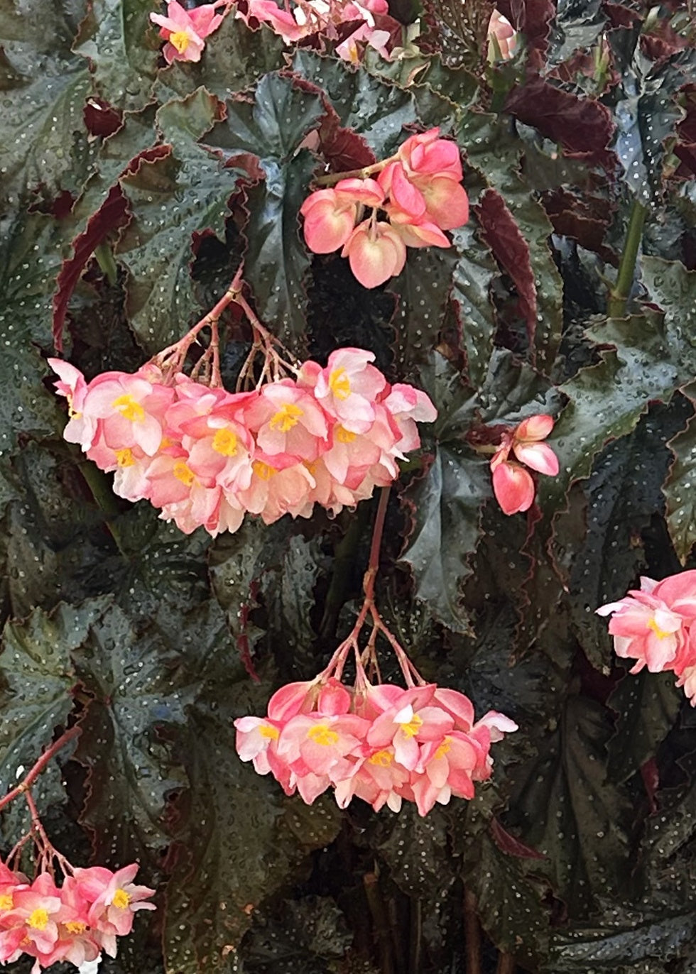 NINETTA BEGONIA 2gal