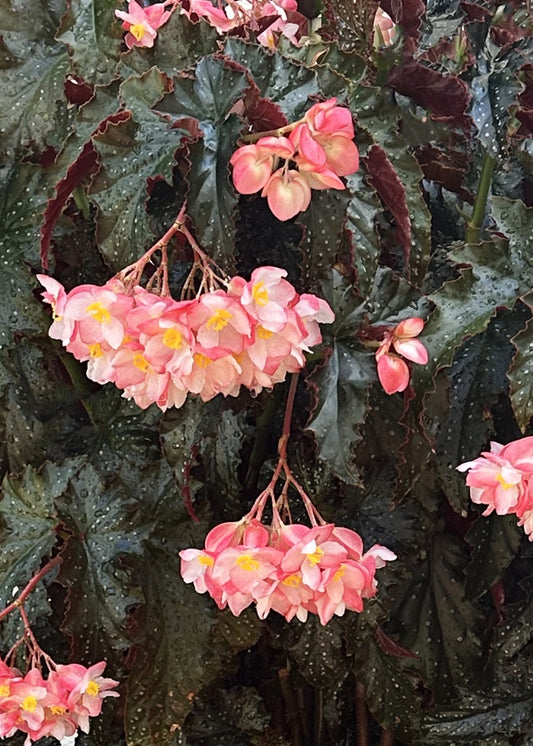 NINETTA BEGONIA 2gal