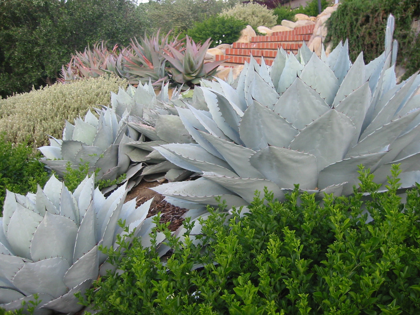 WHALE TONGUE AGAVE 2gal