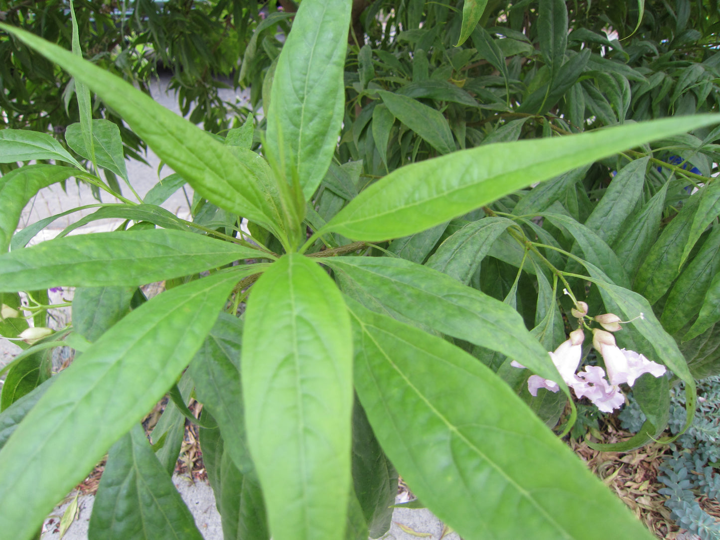PINK DAWN CHILTAPLA TREE 5gal