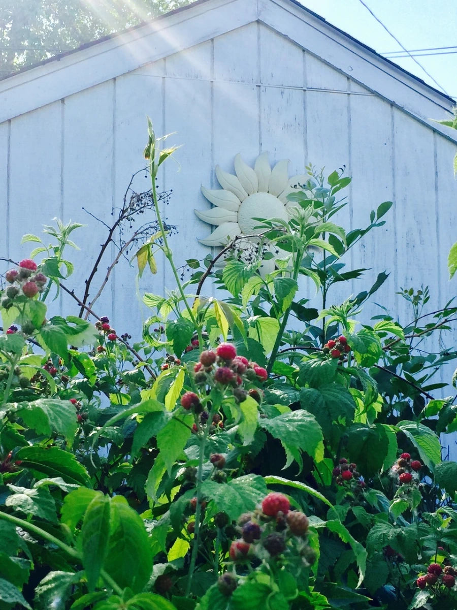 INDIAN SUMMER RASPBERRY 1gal
