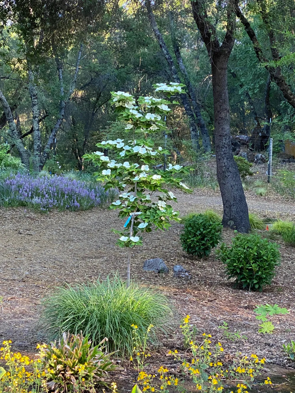 VENUS DOGWOOD 5gal