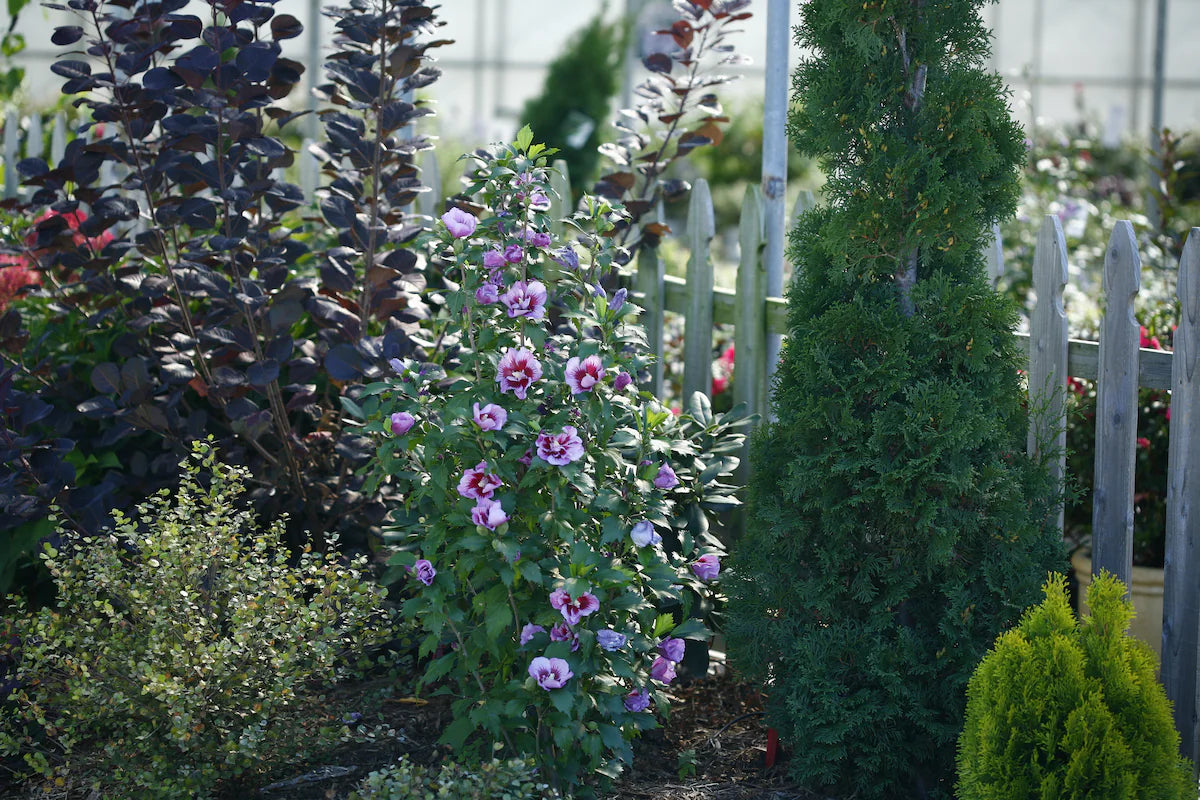 FIJI ROSE OF SHARON 2gal