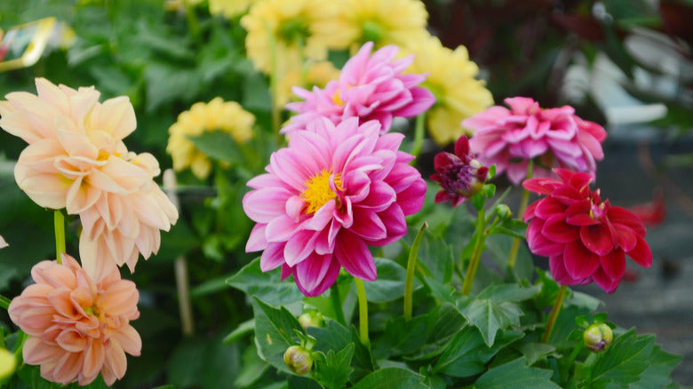 ASSORTED DAHLIAS 1gal
