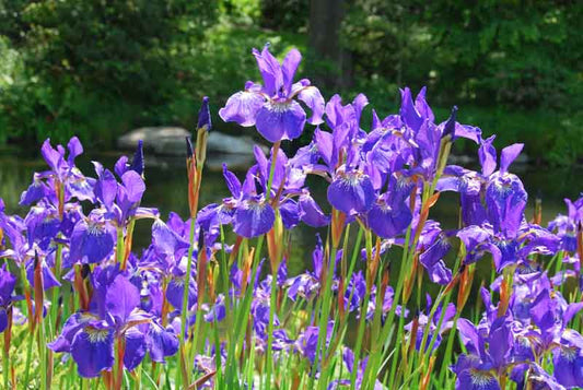 CAESAR'S BROTHER SIBERIAN IRIS 1gal
