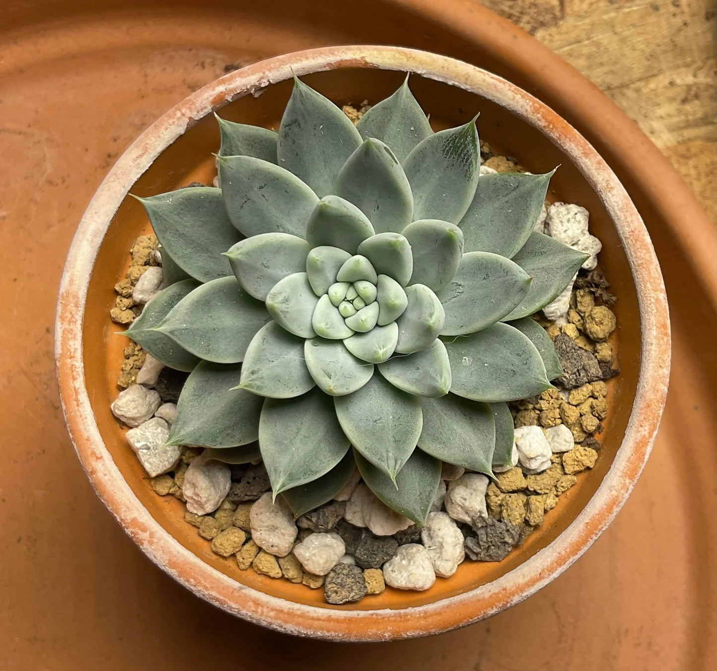 Spring Glow Sedum