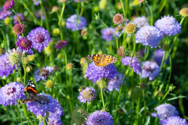 PINCUSHION FLOWER 1 gal
