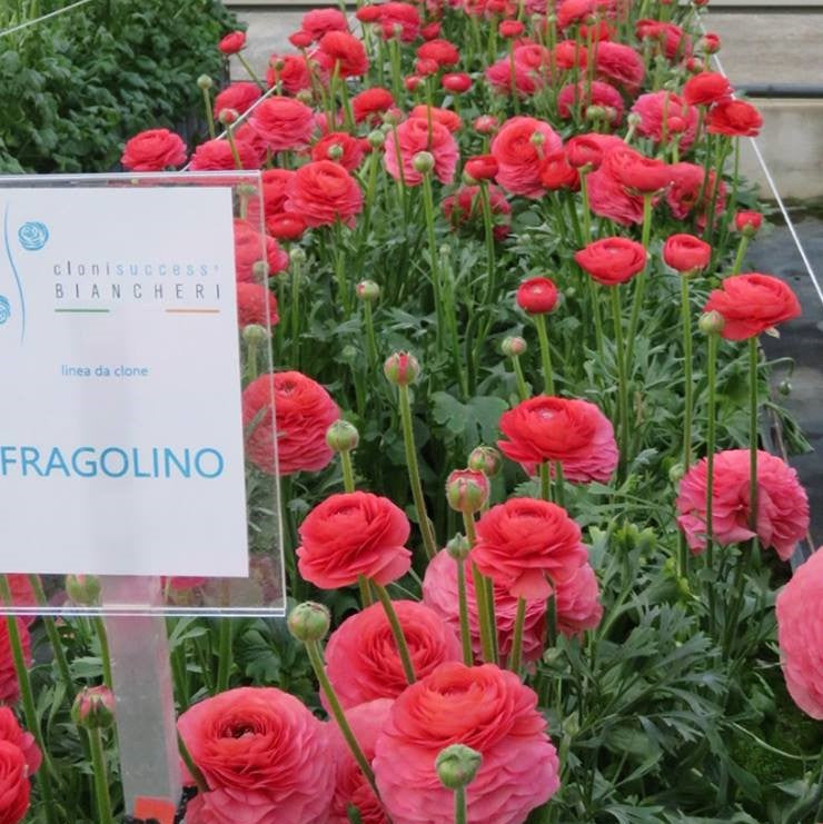Italian Ranunculus - Success Fragolino