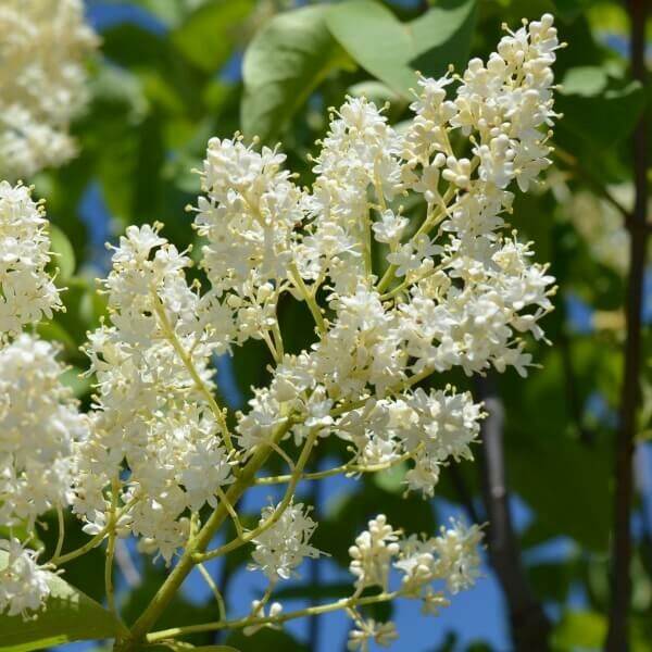 IVORY SILK LILAC 10gal