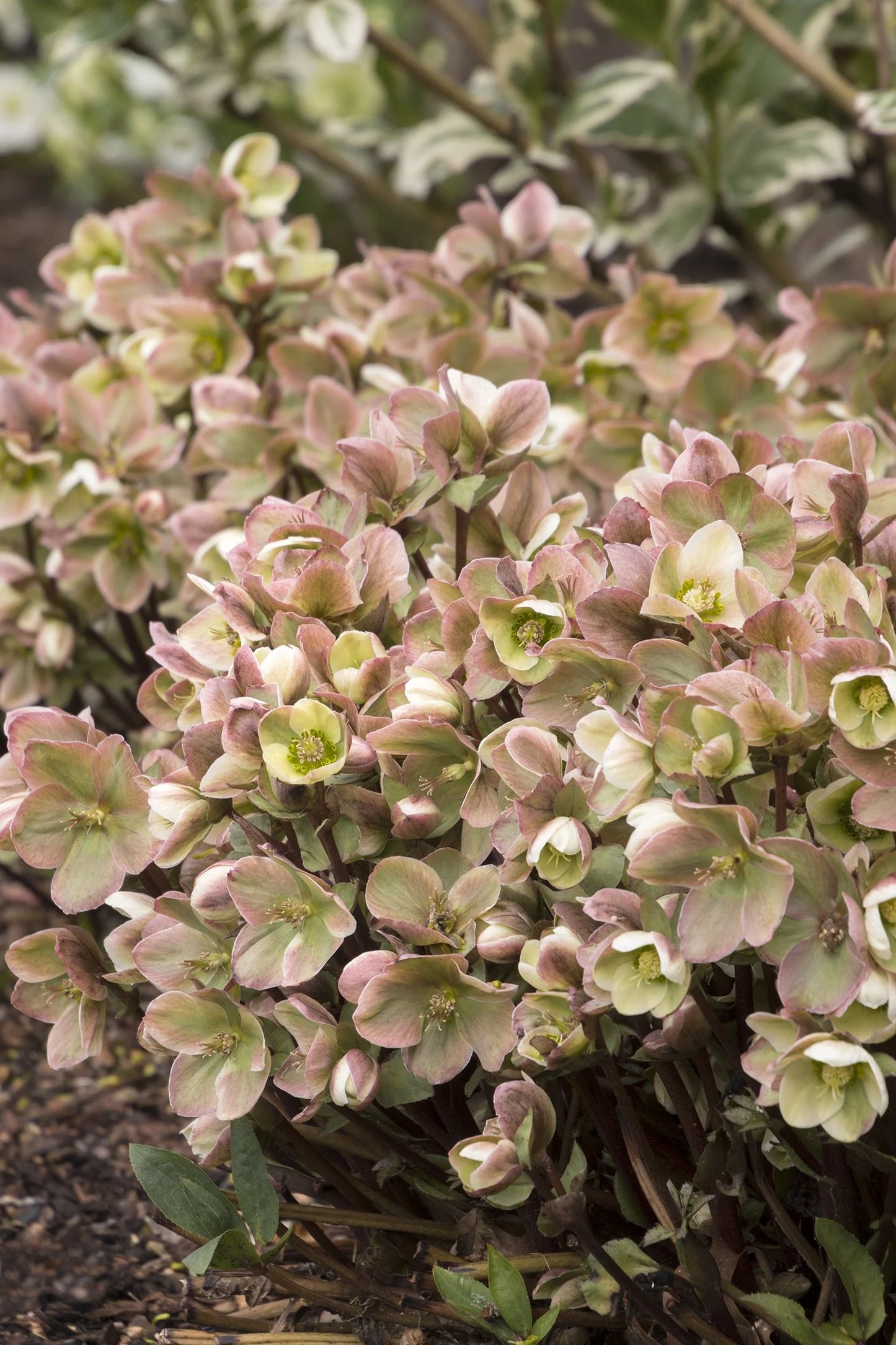 IVORY PRINCE HELLEBORUS 1gal