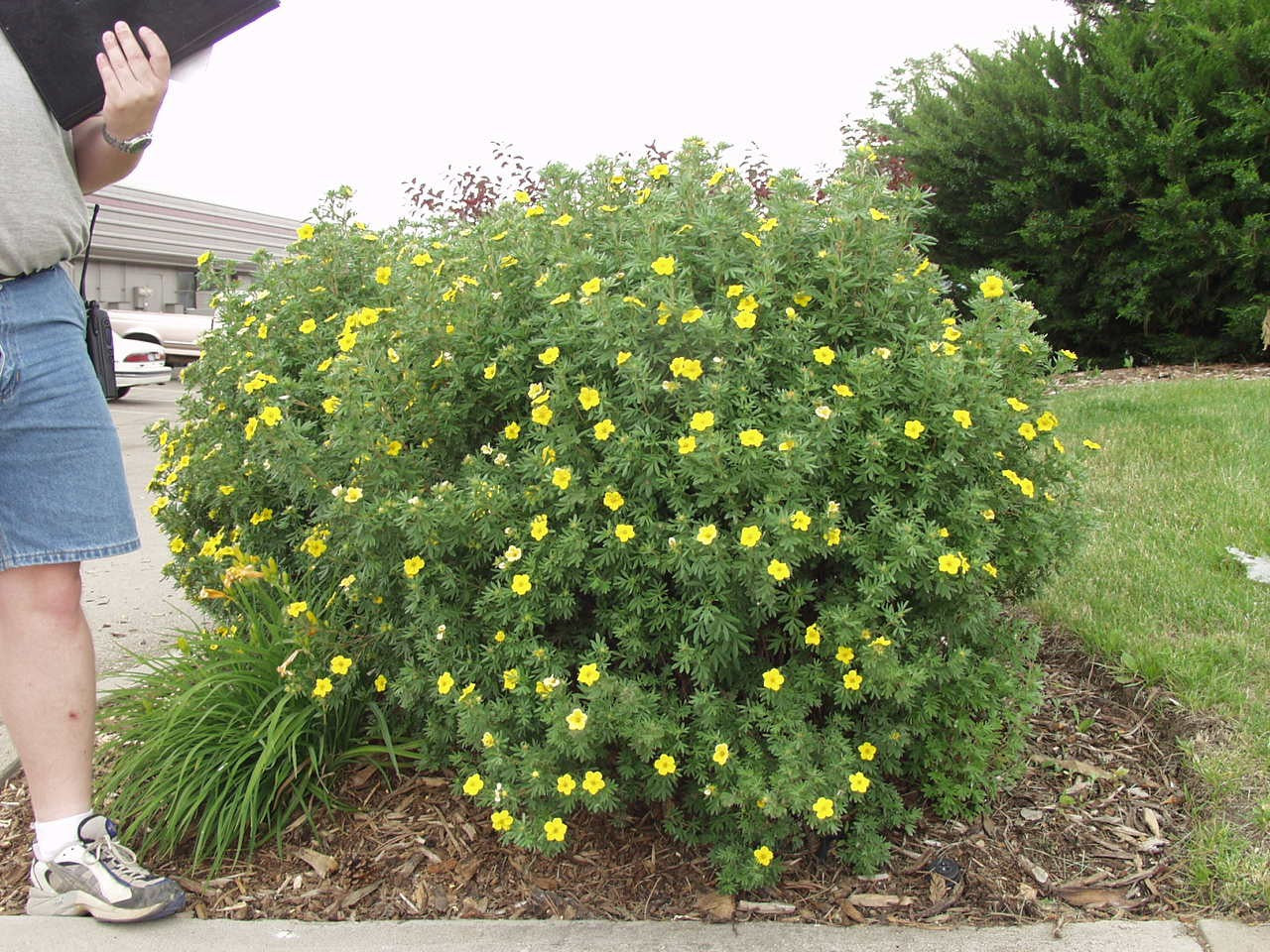GOLD STAR POTENTILLA 2gal