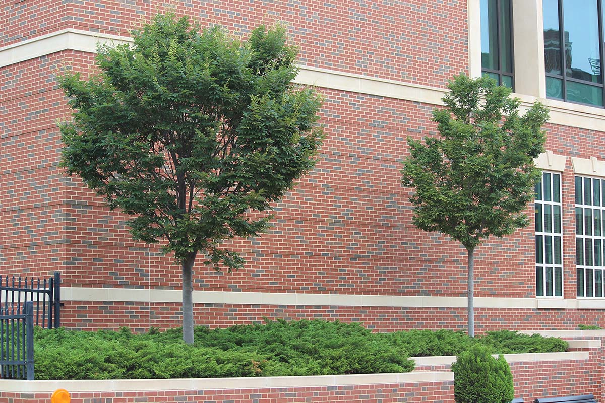 ZELKOVA ELM TREE 25gal
