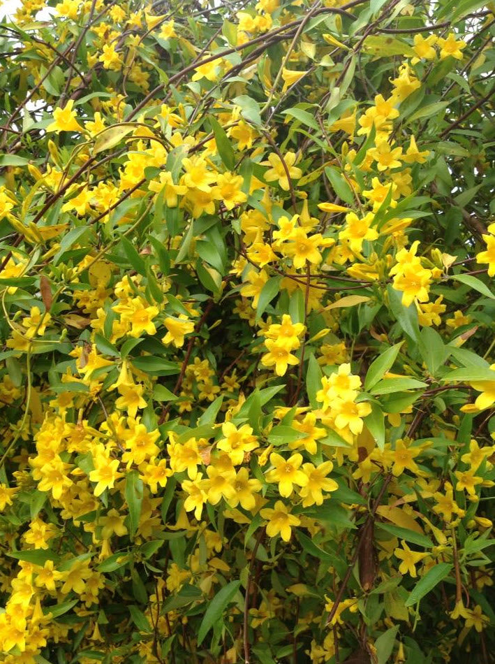 YELLOW JESSAMINE 2gal