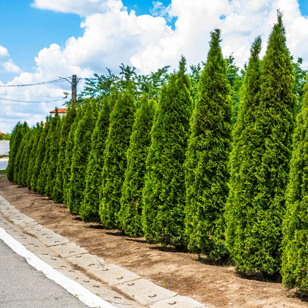 Thuja Junior Giant (Thuja x 'Junior Giant') - 1 gallon