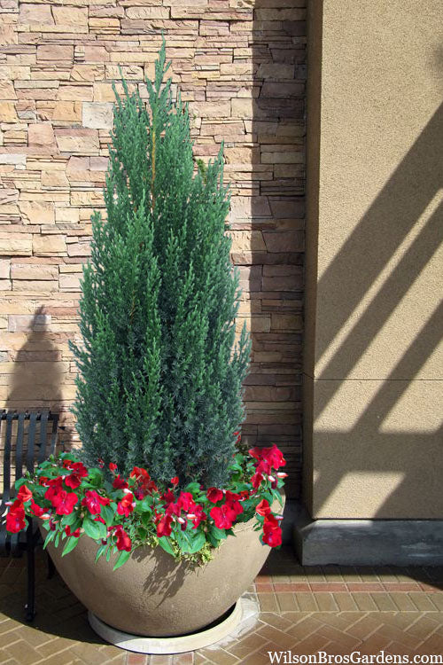 BLUE POINT JUNIPER 5gal