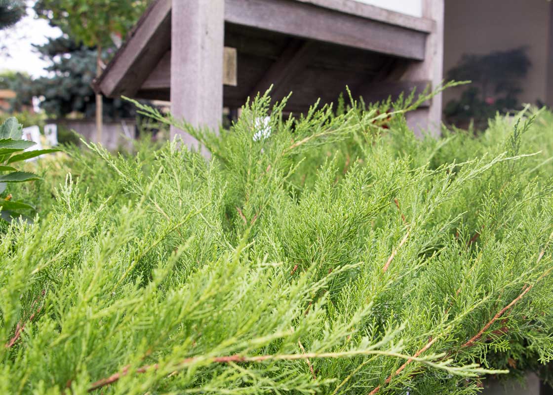 MINT JULEP JUNIPER 2gal