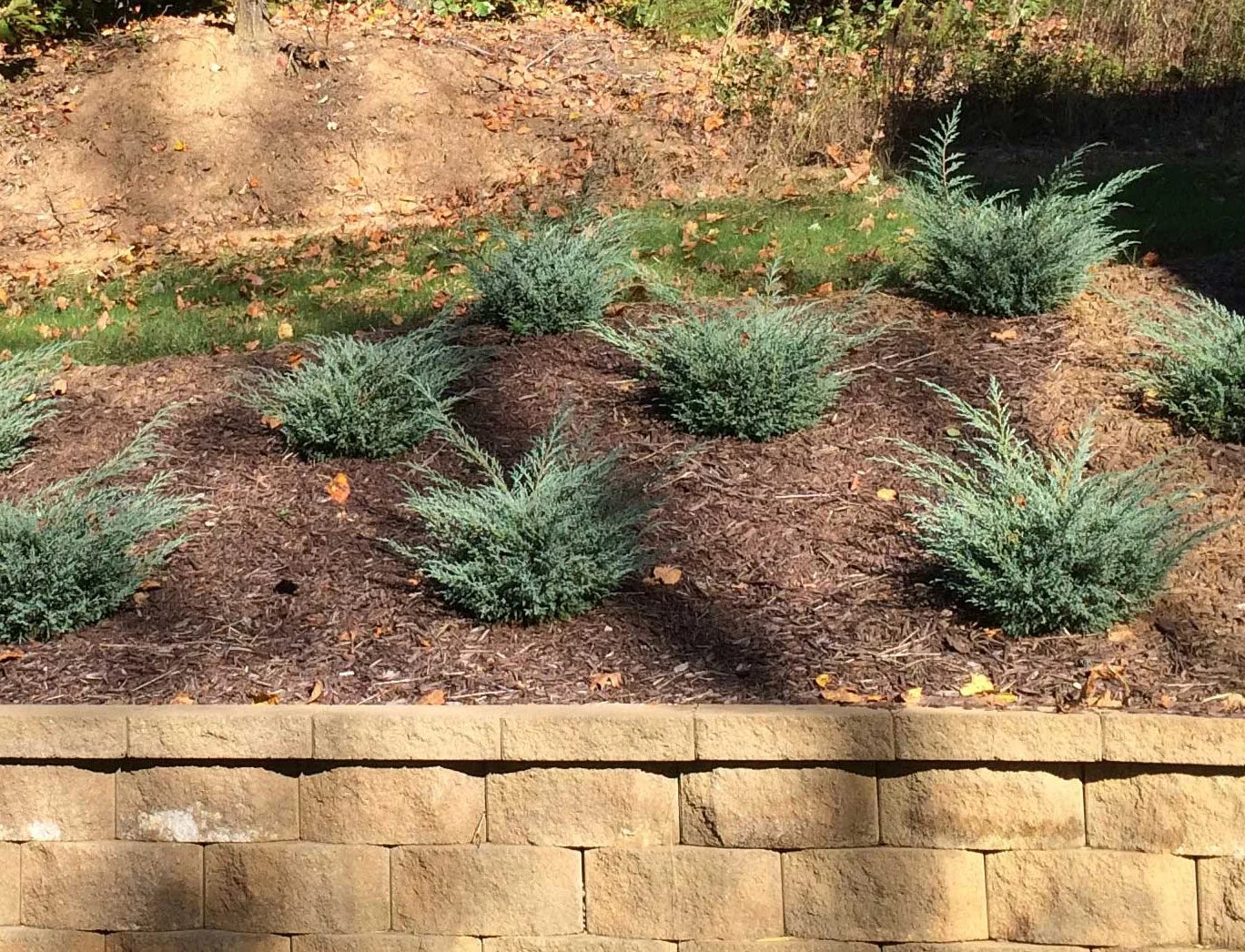 Grey Owl Juniper (JUNIPER V. GREY OWL)