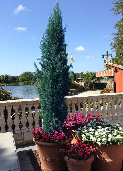 WOODWARD JUNIPER TREE 5gal