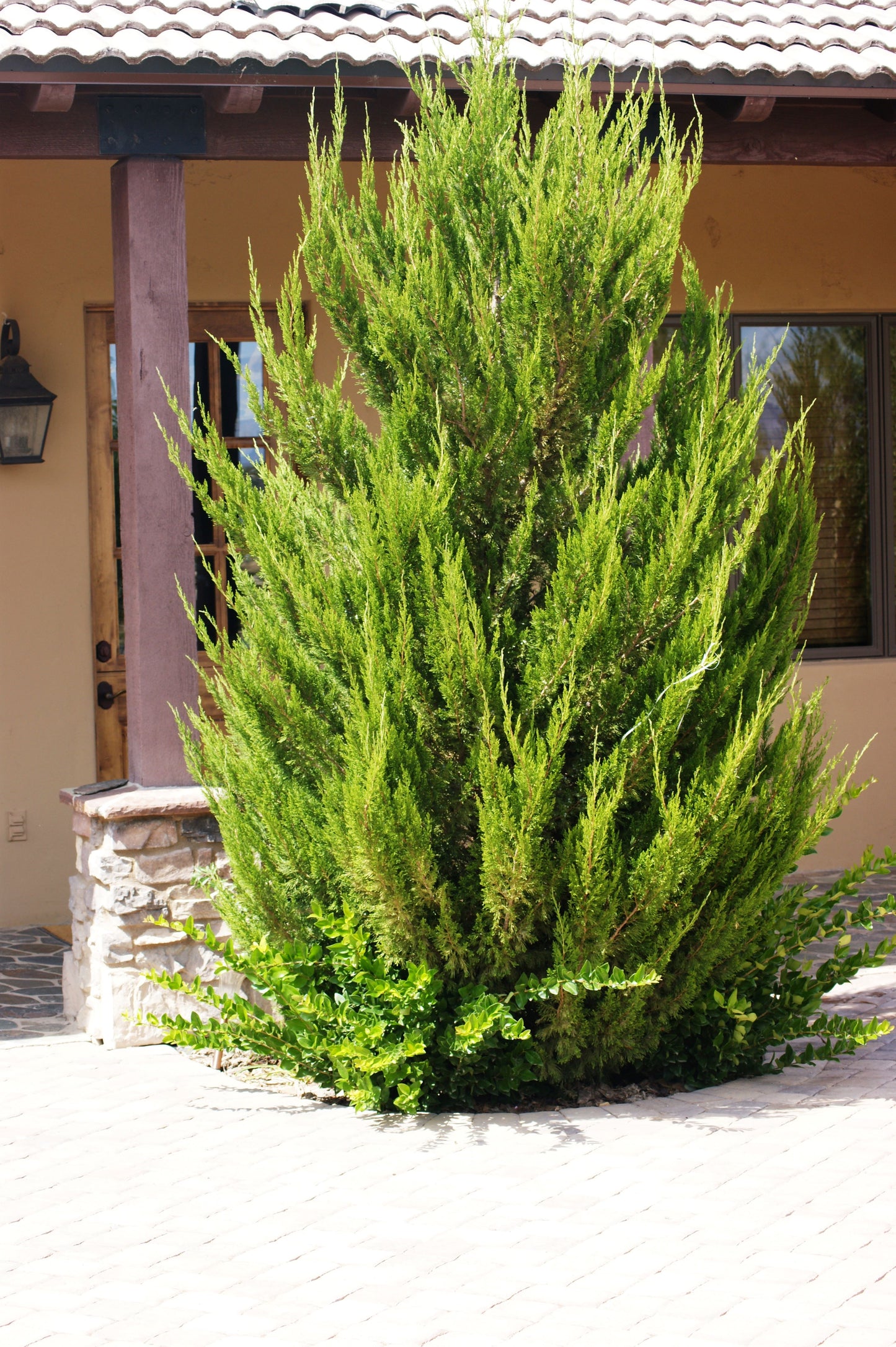 HOLLYWOOD JUNIPER TREE 10gal