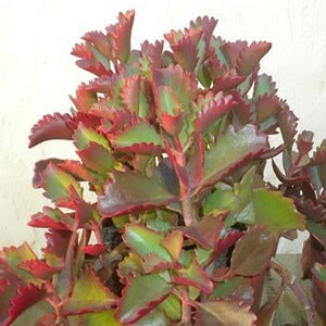 Kalanchoe Longiflora